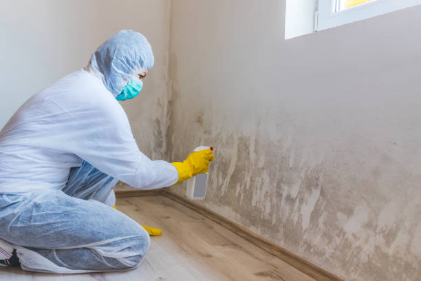 Licensed Black Mold Removal service in Ephrata, WA - WQB Mold Removal