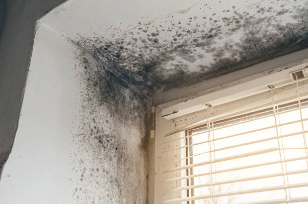 Affordable Black Mold Removal solutions in Ephrata, WA